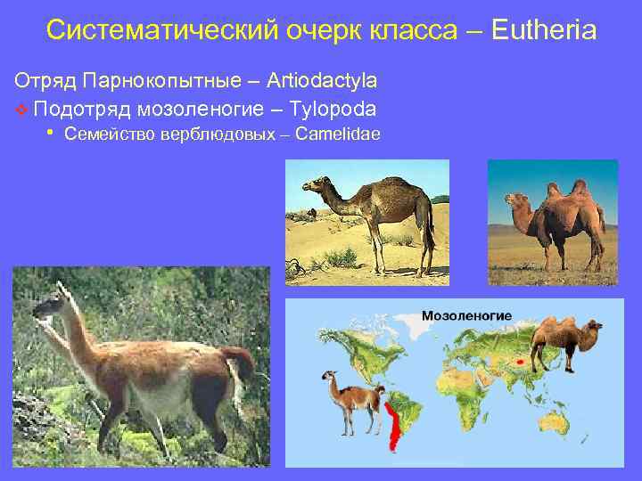 Систематический очерк класса – Eutheria Отряд Парнокопытные – Artiodactyla v Подотряд мозоленогие – Tylopoda
