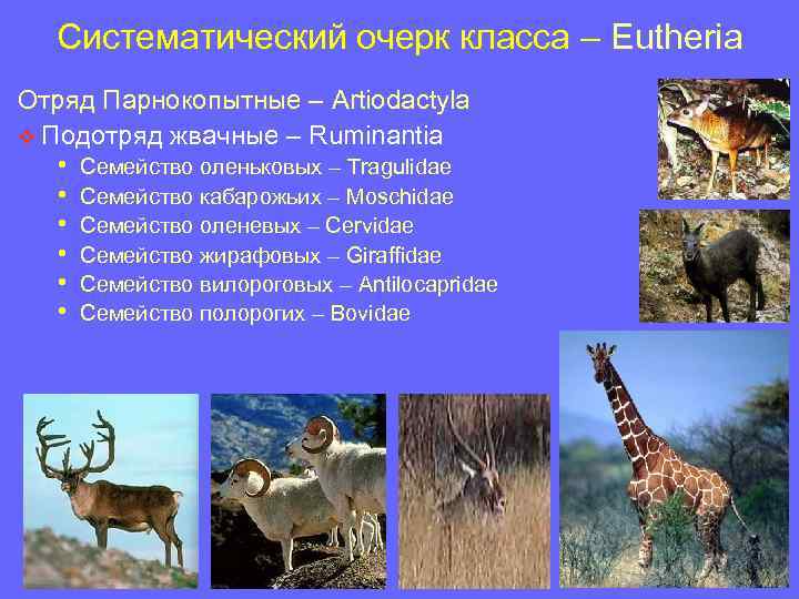 Систематический очерк класса – Eutheria Отряд Парнокопытные – Artiodactyla v Подотряд жвачные – Ruminantia