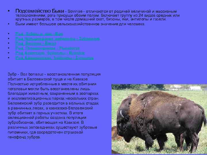  • Подсемейство Быки - Bovinae - отличаются от родичей величиной и массивным •
