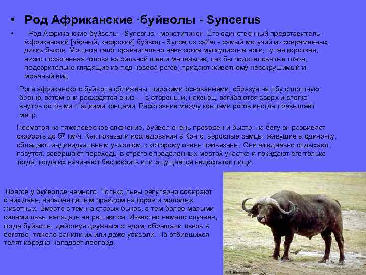  • Род Африканские ·буйволы - Syncerus • Род Африканские буйволы - Syncerus -