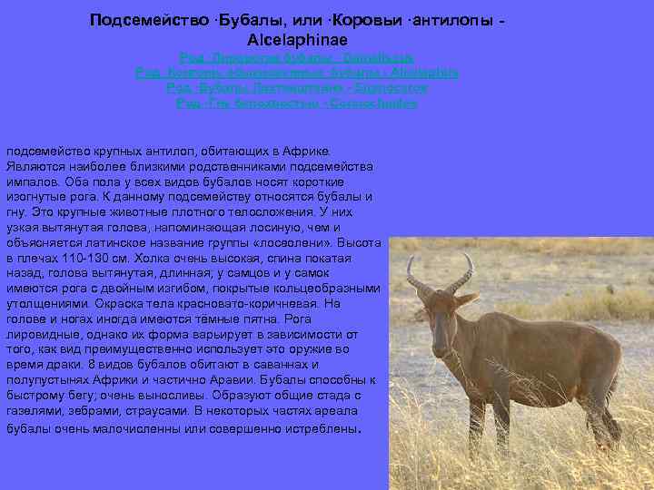 Подсемейство ·Бубалы, или ·Коровьи ·антилопы Alcelaphinae Род ·Лиророгие бубалы - Damaliscus Род ·Конгони, обыкновенные