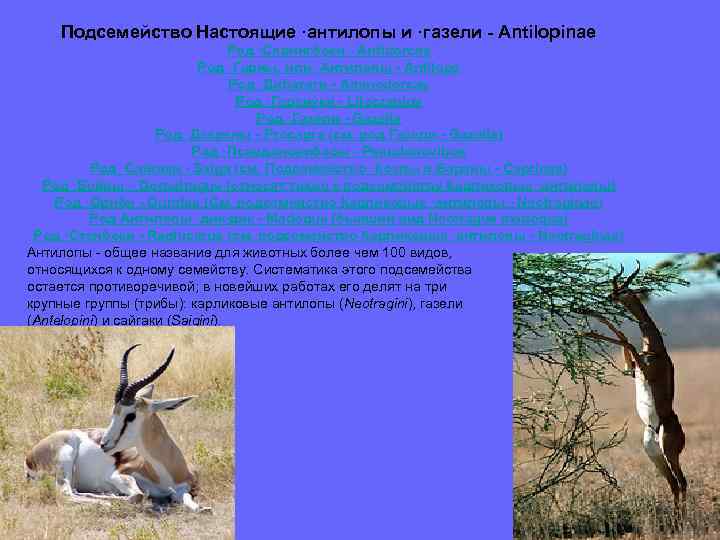 Подсемейство Настоящие ·антилопы и ·газели - Antilopinae Род ·Спрингбоки - Antidorcas Род ·Гарны, или