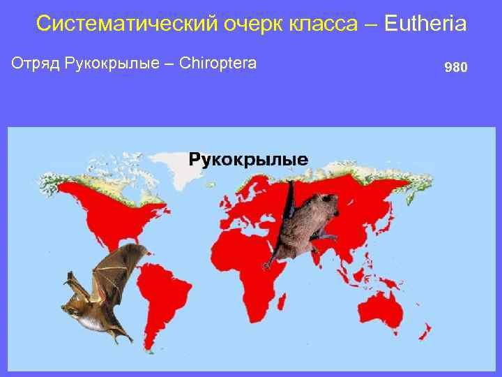 Систематический очерк класса – Eutheria Отряд Рукокрылые – Chiroptera 980 