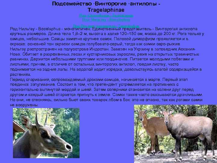 Подсемейство ·Винторогие ·антилопы Tragelaphinae Род ·Оленебыки - Taurotragus Род ·Нильгау - Boselaphus Род Лесные