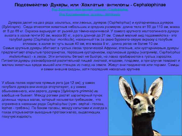 Подсемейство ·Дукеры, или ·Хохлатые ·антилопы - Cephalophinae Род Хохлатые, или лесные ·дукеры - Cephalophus