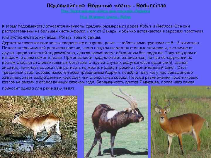 Подсемейство ·Водяные ·козлы - Reduncinae Род ·Тростниковые козлы, или ·редунки - Redunca Род ·Водяные