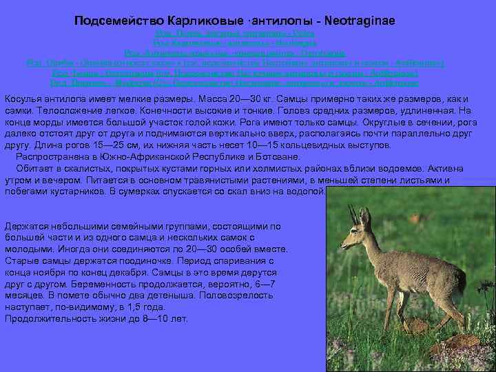 Подсемейство Карликовые ·антилопы - Neotraginae Род ·Пелеа, косульи ·антилопы - Pelea Род Карликовые ·антилопы