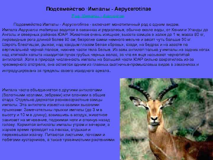Подсемейство ·Импалы - Aepycerotinae Род ·Импалы - Aepyceros Подсемейство Импалы - Aepycerotinae - включает