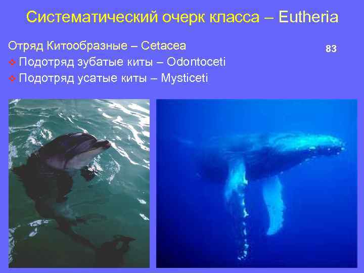 Систематический очерк класса – Eutheria Отряд Китообразные – Cetacea v Подотряд зубатые киты –