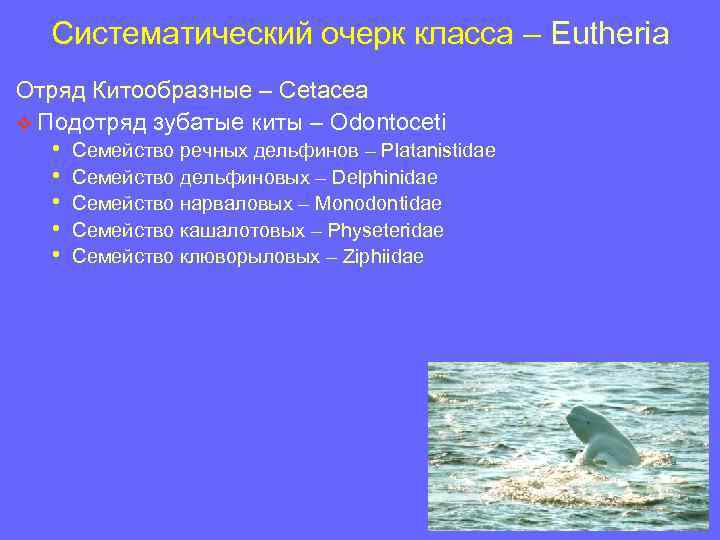 Систематический очерк класса – Eutheria Отряд Китообразные – Cetacea v Подотряд зубатые киты –