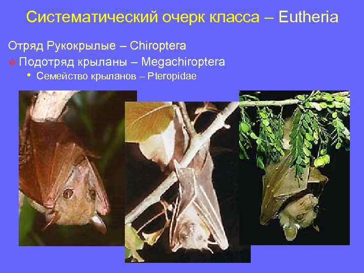 Систематический очерк класса – Eutheria Отряд Рукокрылые – Chiroptera v Подотряд крыланы – Megachiroptera