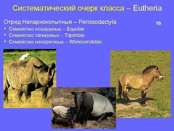 Систематический очерк класса – Eutheria Отряд Непарнокопытные – Perissodactyla • • • Семейство лошадиных