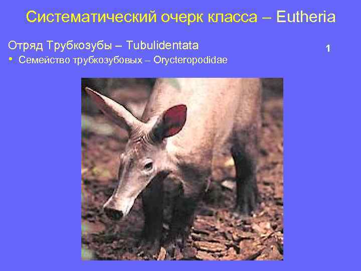 Систематический очерк класса – Eutheria Отряд Трубкозубы – Tubulidentata • Семейство трубкозубовых – Orycteropodidae