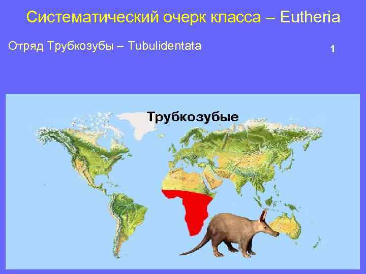 Систематический очерк класса – Eutheria Отряд Трубкозубы – Tubulidentata 1 