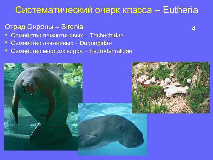 Систематический очерк класса – Eutheria Отряд Сирены – Sirenia • • • Семейство ламантиновых