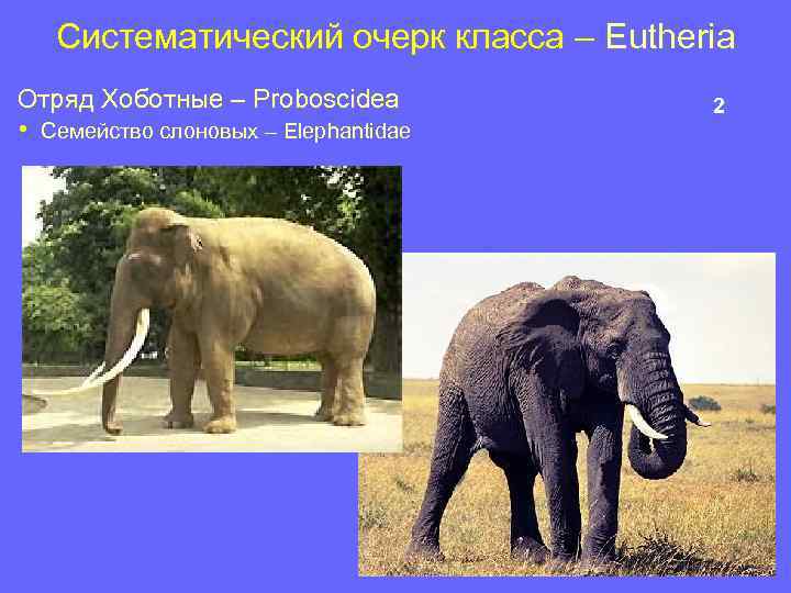 Систематический очерк класса – Eutheria Отряд Хоботные – Proboscidea • Семейство слоновых – Elephantidae