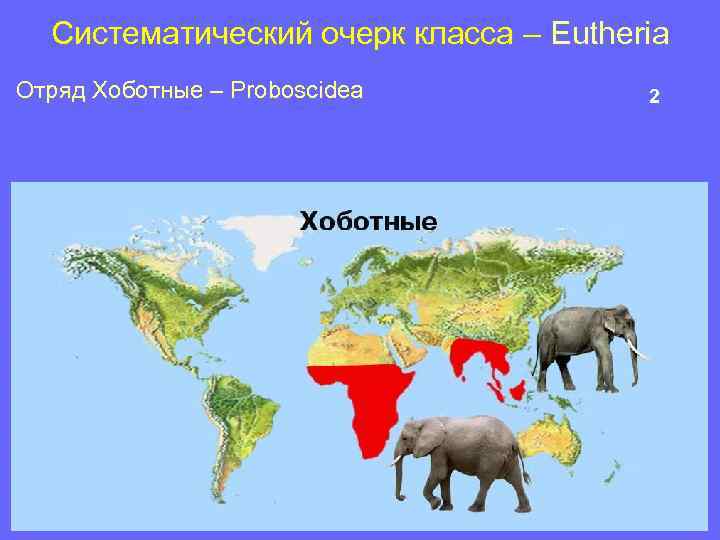 Систематический очерк класса – Eutheria Отряд Хоботные – Proboscidea 2 