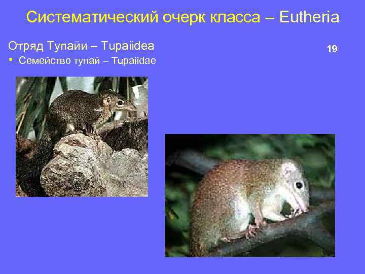 Систематический очерк класса – Eutheria Отряд Тупайи – Tupaiidea • Семейство тупай – Tupaiidae