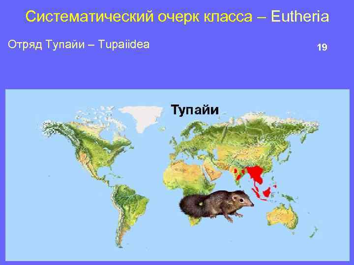 Систематический очерк класса – Eutheria Отряд Тупайи – Tupaiidea 19 