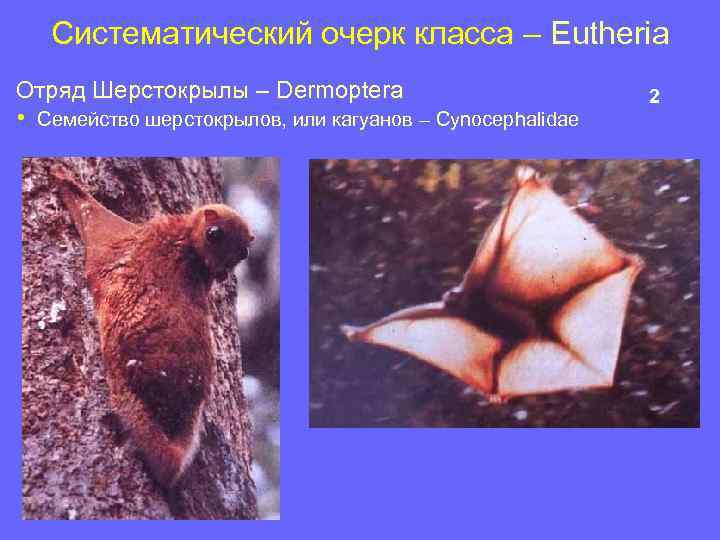 Систематический очерк класса – Eutheria Отряд Шерстокрылы – Dermoptera • Семейство шерстокрылов, или кагуанов