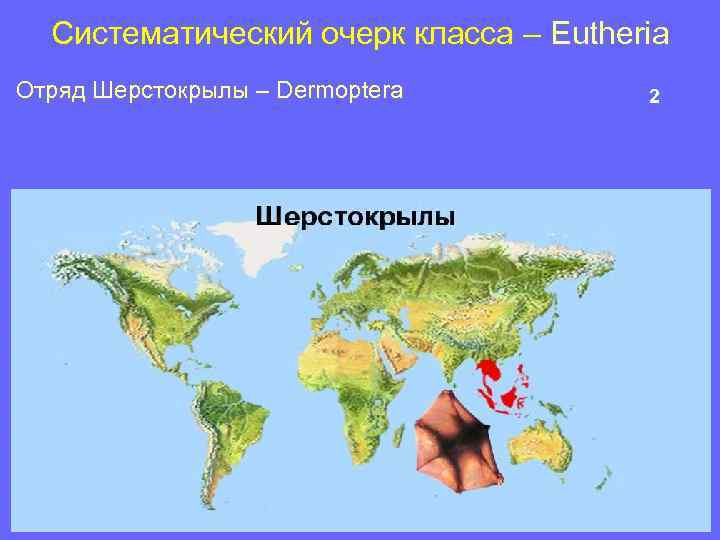 Систематический очерк класса – Eutheria Отряд Шерстокрылы – Dermoptera 2 