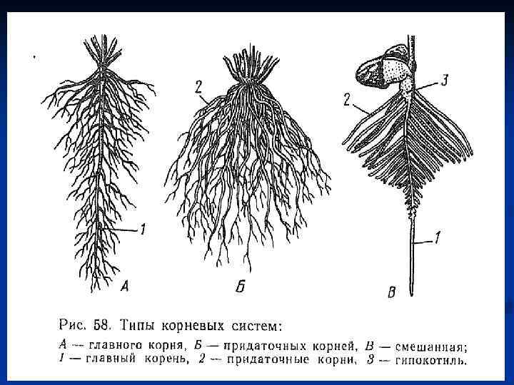 Корневые корни у каких растений. Типы корневых систем стержневая и мочковатая. Корневая система стержневого типа. Стержневая мочковатая и смешанная корневая система. Типы корневых систем рисунок.