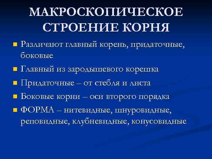 МАКРОСКОПИЧЕСКОЕ СТРОЕНИЕ КОРНЯ Различают главный корень, придаточные, боковые n Главный из зародышевого корешка n