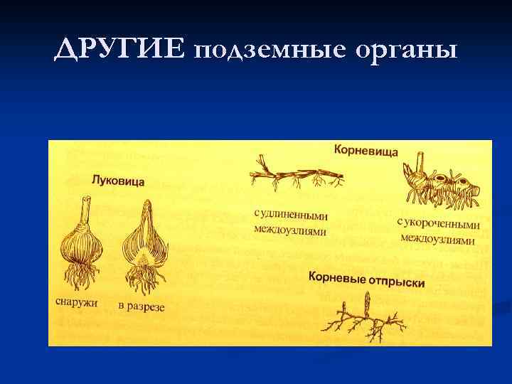 ДРУГИЕ подземные органы 