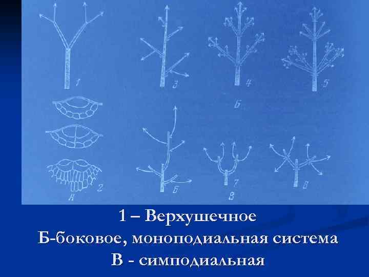 1 – Верхушечное Б-боковое, моноподиальная система В - симподиальная 