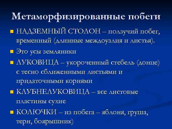 Метаморфизированные побеги НАДЗЕМНЫЙ СТОЛОН – ползучий побег, временный (длинные междоузлия и листья). n Это