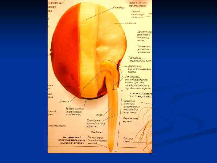 Прорастание 