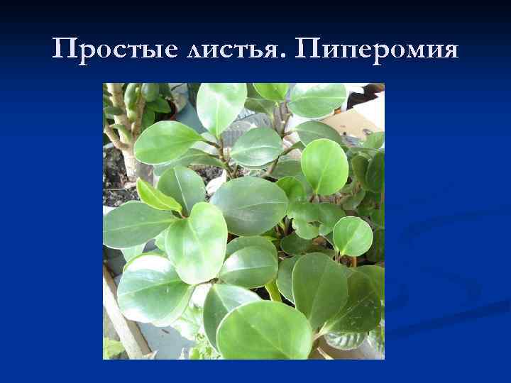 Простые листья. Пиперомия 