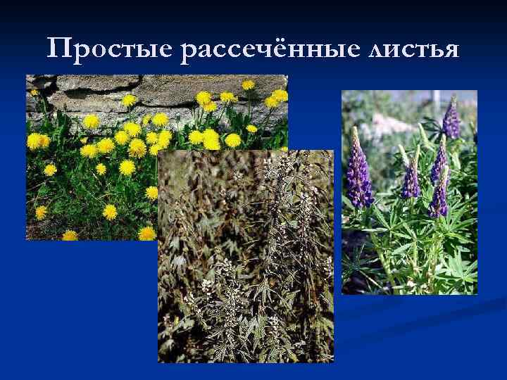 Простые рассечённые листья 