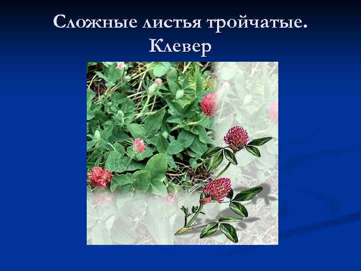 Сложные листья тройчатые. Клевер 