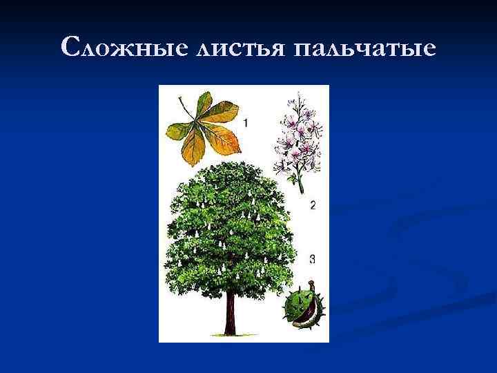 Сложные листья пальчатые 