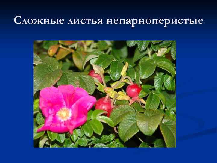 Сложные листья непарноперистые 