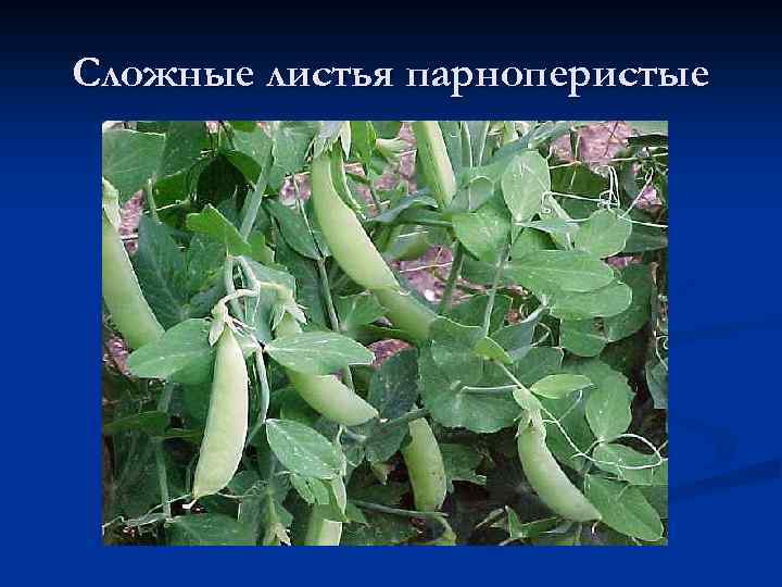 Сложные листья парноперистые 