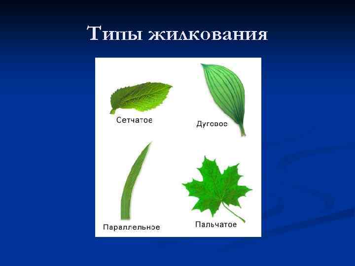 Типы жилкования 