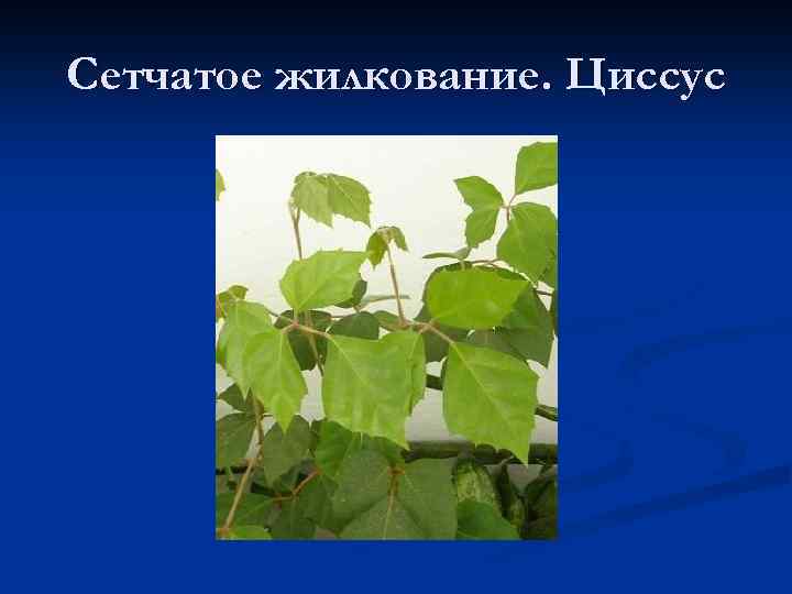 Сетчатое жилкование. Циссус 