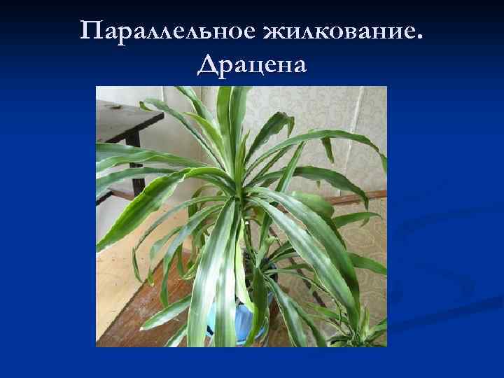 Параллельное жилкование. Драцена 