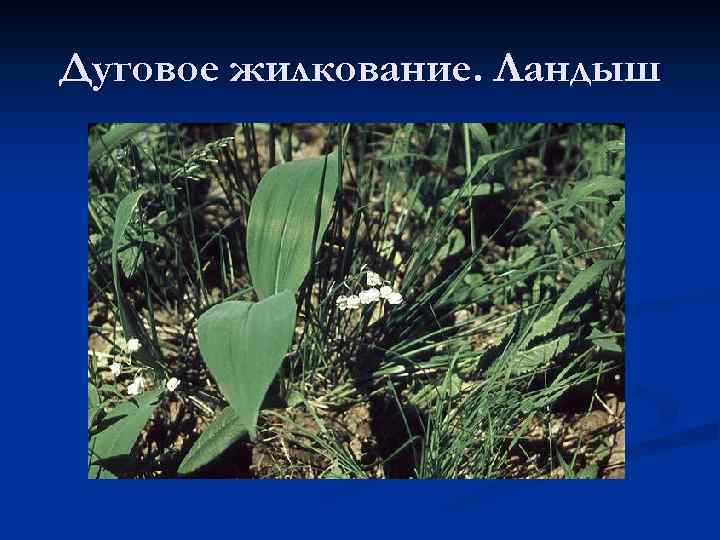 Дуговое жилкование. Ландыш 