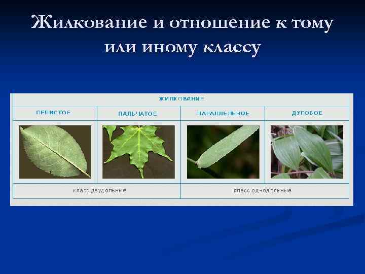 Жилкование и отношение к тому или иному классу 