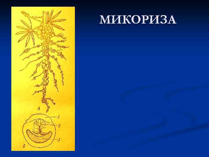 МИКОРИЗА 