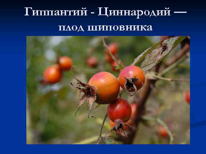 Гиппантий - Циннародий — плод шиповника 