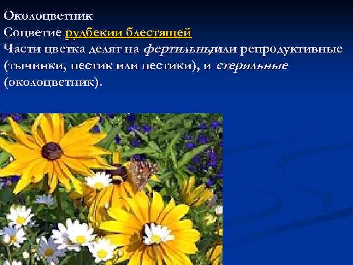 Околоцветник Соцветие рудбекии блестящей Части цветка делят на фертильные , или репродуктивные (тычинки, пестик