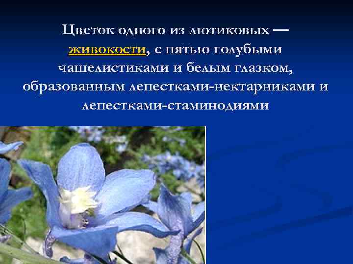 Цветок одного из лютиковых — живокости, с пятью голубыми чашелистиками и белым глазком, образованным