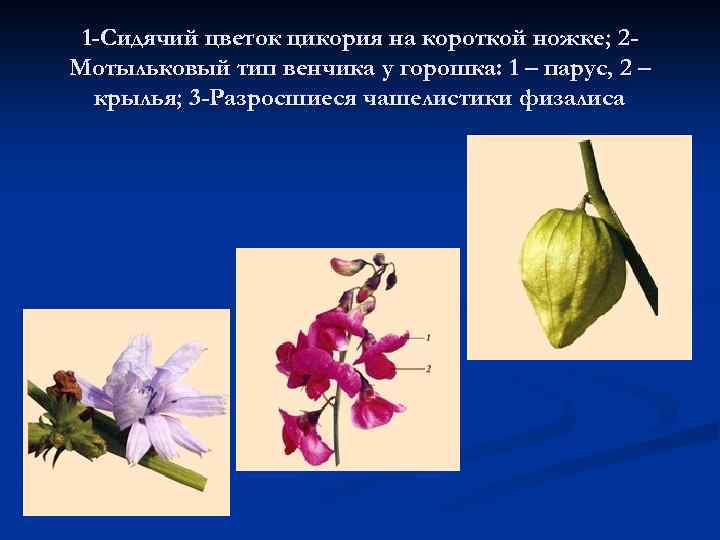 1 -Сидячий цветок цикория на короткой ножке; 2 Мотыльковый тип венчика у горошка: 1