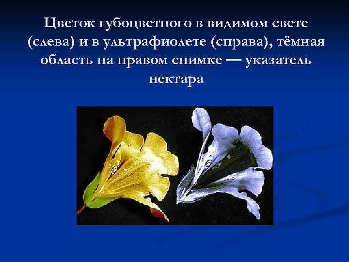 Цветок губоцветного в видимом свете (слева) и в ультрафиолете (справа), тёмная область на правом