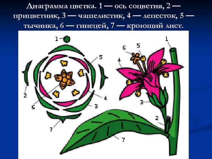 Диаграмма цветка разноцветные