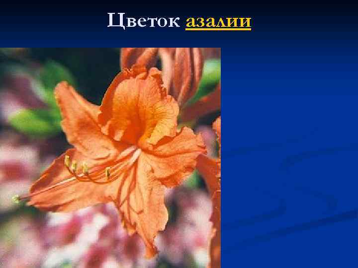 Цветок азалии 